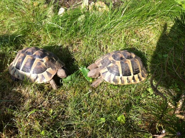 2 Grich. Landschildkröten Weibchen NZ von 2007 abzugeben - Reptilien - Rheinberg