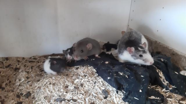 Wir suchen für den Ratten Nachwuchs ein schönes neues Zuhause - Haustiere - Hauenstein