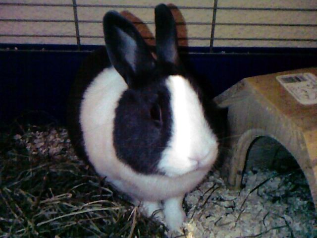 Unser kleines Kanninchen sucht dringend ein zuhause - Hasen Kaninchen - Dierdorf   Kreis Neuwied 