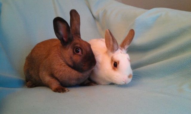 2 Kaninchen abzugeben  - Hasen Kaninchen - Neuss