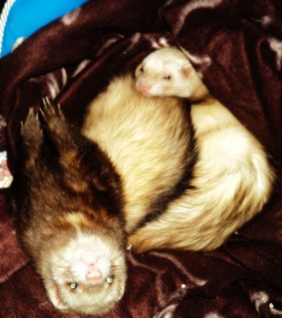 Zwei weibliche Frettchen dringend zu verkaufen - Frettchen - Worms