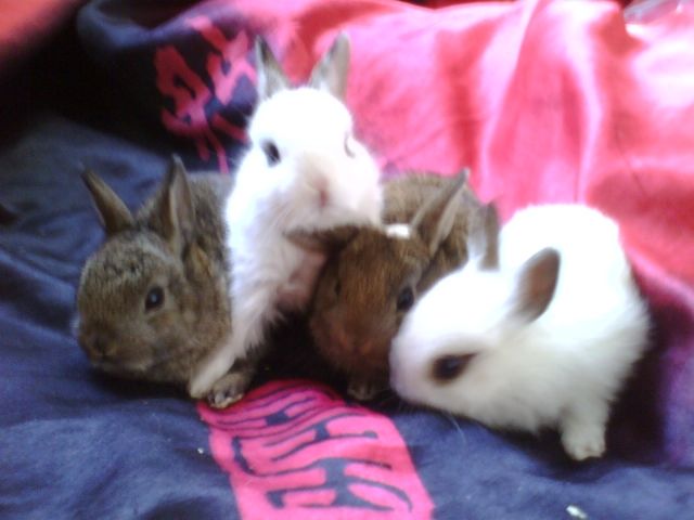 4 Süße Zwergkaninchenbabys abzugeben  - Hasen Kaninchen - Hamburg