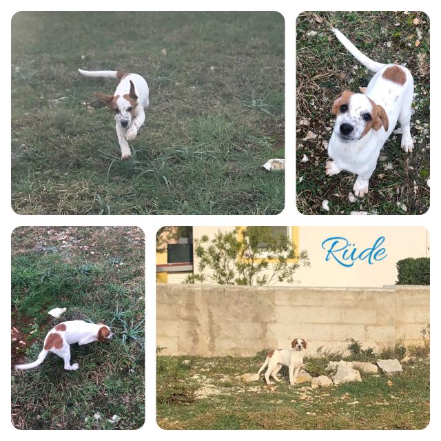 Liebevolle gesunde und glückliche Welpen suchen ein zu Hause - Hunde - Enns