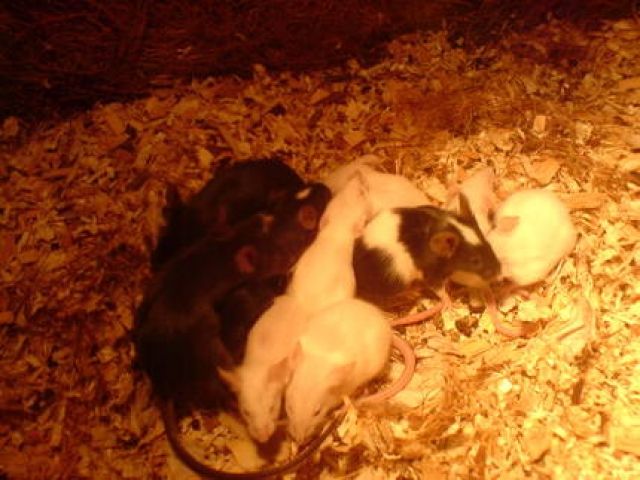 Biete gut genehrte Farb und Futtermäuse aus eigener zucht an  - Maeuse - Lipperbruch