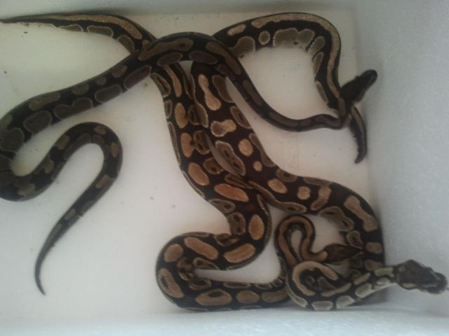 Abzugeben ein 1,0 Könbigspython  het. Albino Pied Dnz 2011 - Reptilien - Neumünster