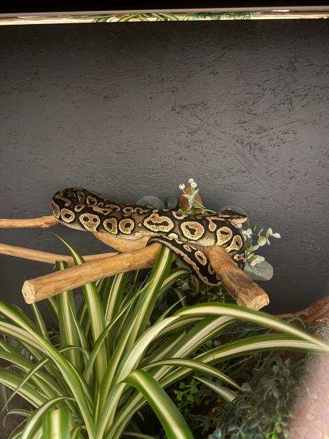 Königspython mit OSB Terrarium und Technik  - Reptilien - Würselen