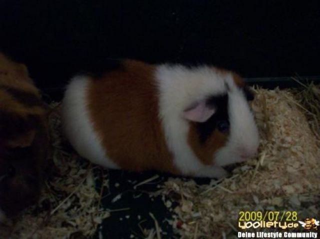 2 süsse meerschweinchen/weiblich - Meerschweinchen - bad oeynhausen