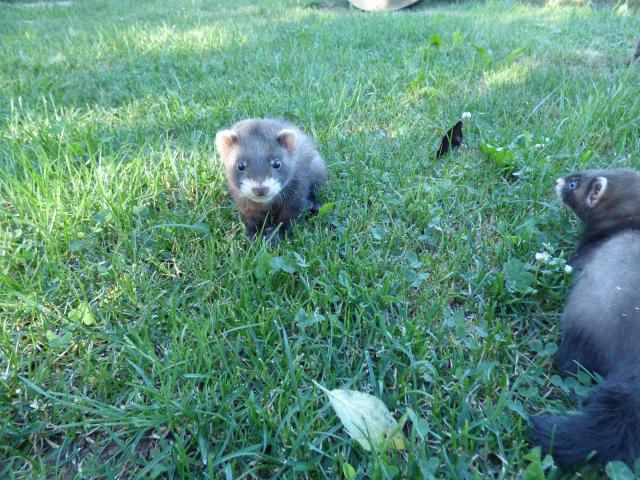 Frettchen / Frettchenwelpen - Frettchen - Dunningen