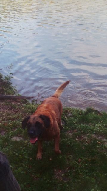 Hund in gute hände abzugeben - Hunde - hellenthal