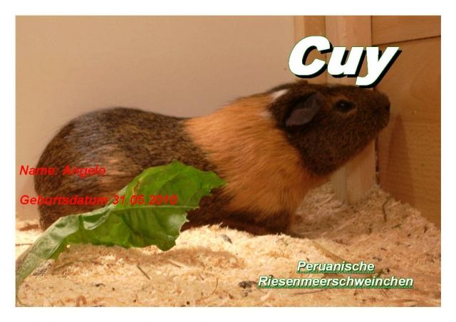 Junges peruanisches Riesenmeerschweinchen   C U Y   - Meerschweinchen - Merching