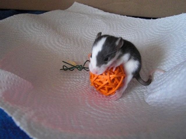 Wunderschöne Rattenbabys suchen neue Besitzer - Ratten - Oranienburg