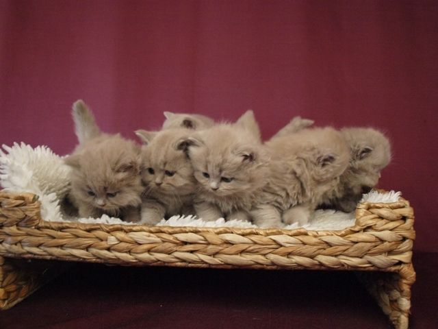 Typenvolle BKH und Higländer Kitten in der Farbe lilac zu verkaufen. - Katzen - Lippstadt