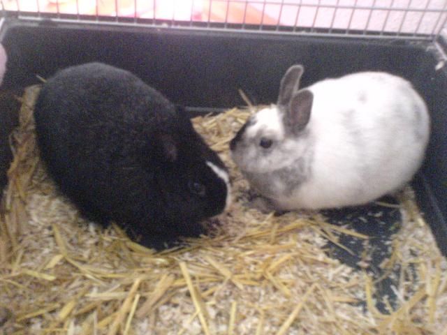 2 Zwergkaninchen suchen liebevolles Zuhause - Hasen Kaninchen - Essen