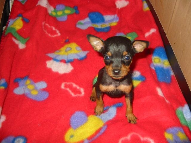 Prager rattler welpen suchen ein neues zuhause - Hunde - braunschweig