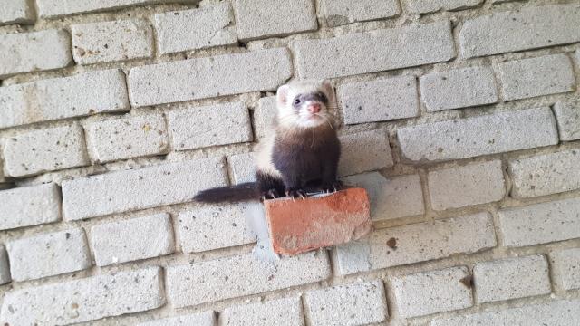 Frettchen fahe sucht zuhause  - Frettchen - Genthin