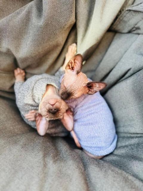 Canadian Sphynx  - Katzen - Amberg