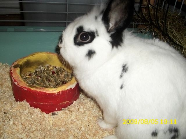 Hasen Kaninchen Kleinanzeigen Hasen Kaninchen Annoncen Hasen