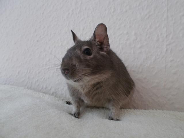 Degus !! Unser gesunder, handzahmer Degunachwuchs sucht gute Zuhause  - Nagetiere Allgemein - Rosenfeld