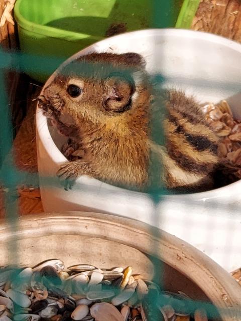 Chinesische Baumstreifenhörnchen - Nagetiere Allgemein - Billerbeck