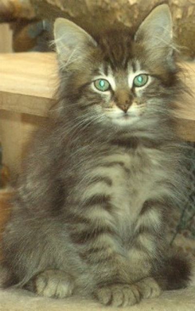 Norwegische Waldkatzenbabys mit Papiere,Impfungen gechipt   - Katzen - Essen