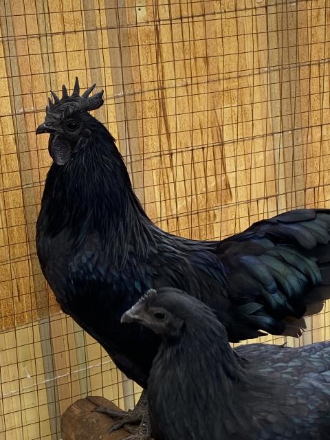Ayam cemani Hahn  - Sonstige Nutztiere - Nidda 