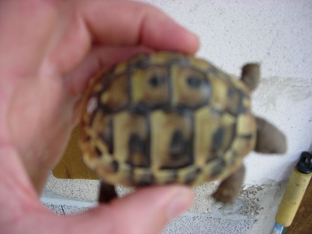 Griechische Landschildkröten - Reptilien - Lingenfeld