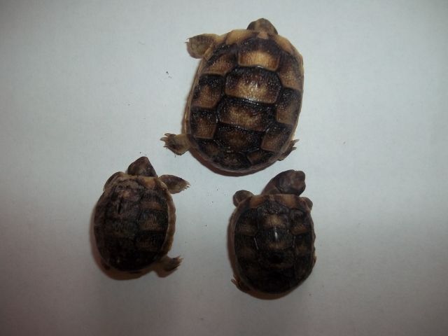 Zwergmarginata - Reptilien - Marlenheim