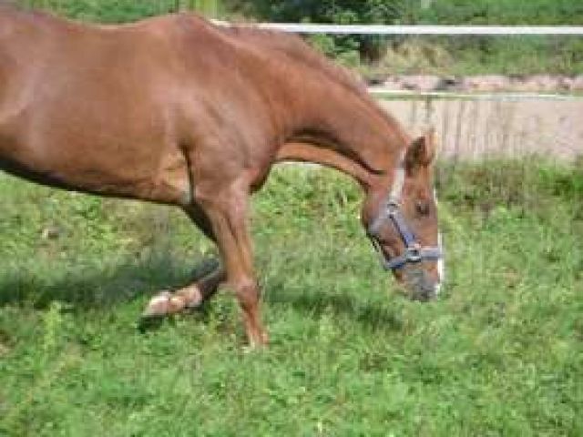 Suche zuverlässige, erfahrene Reitbeteiligung - Reitbeteiligung - Viersen