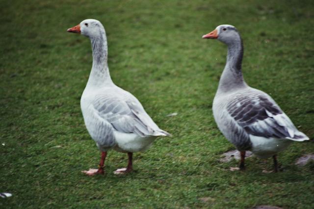 Altdeutsche Landgänse Eier - Nutztiere - Niedersachsen - Norden