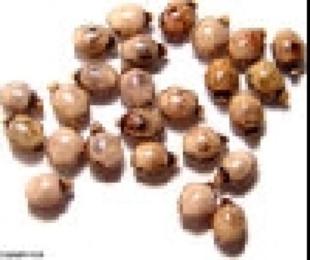 Eier von Gespnsterheuschrecken - Insekten - 