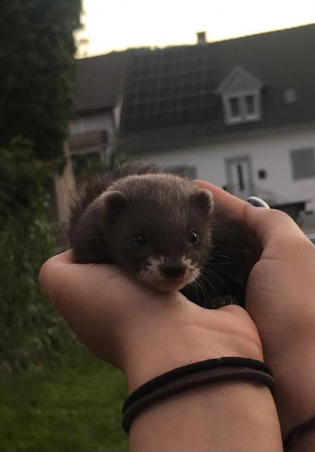 Frettchen Welpen  - Frettchen - Liel