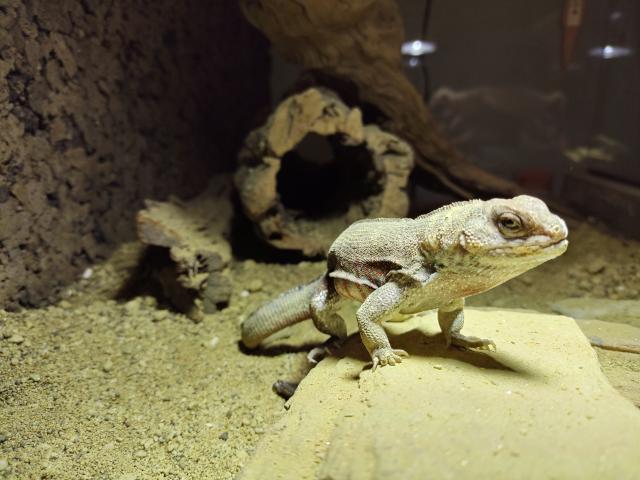 Maskenleguan - Reptilien - Berlin