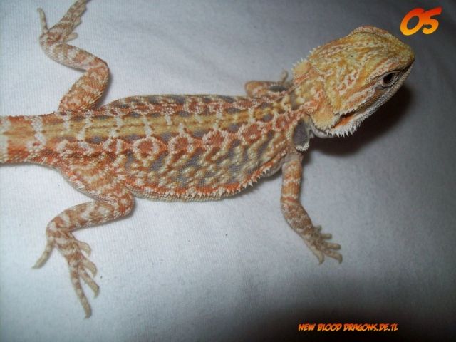 Bartagame, 100% Hypo super Farbe - Reptilien - Mönchengladbach