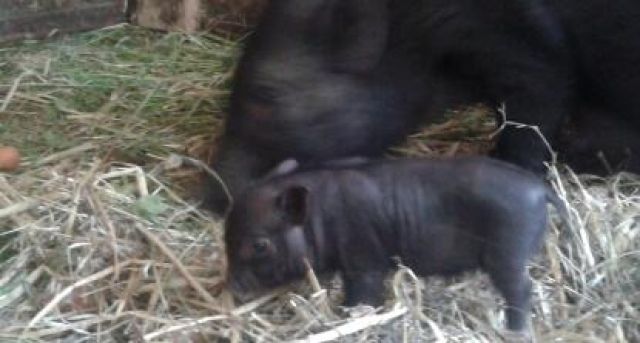 Microschweinchen - Nutztiere - Achberg