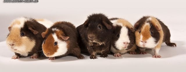 Toller US Teddy Nachwuchs - Meerschweinchen - Teutschenthal