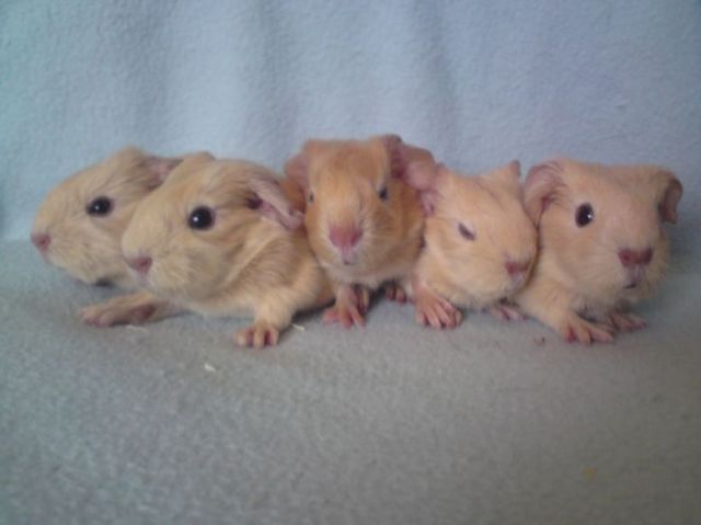Glatthaar in Creme Satin, 5 Babys - Meerschweinchen - Schwarzenbek