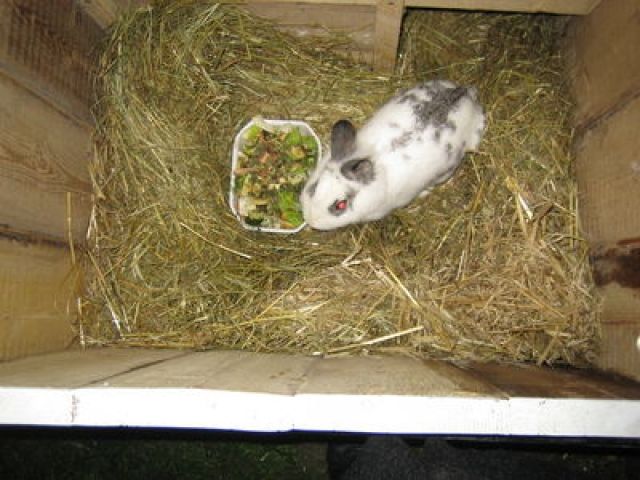 Kaninchendame sucht neues Zuhause - Hasen Kaninchen - Castrop-Rauxel