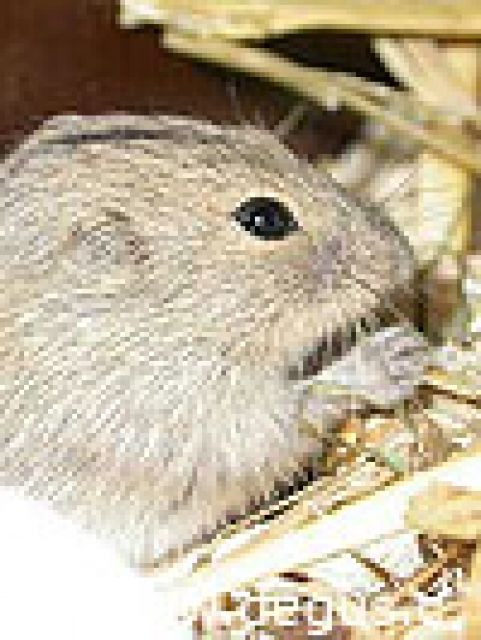 Steppenlemmingnachwuchs  - Nagetiere Allgemein - Wangerland