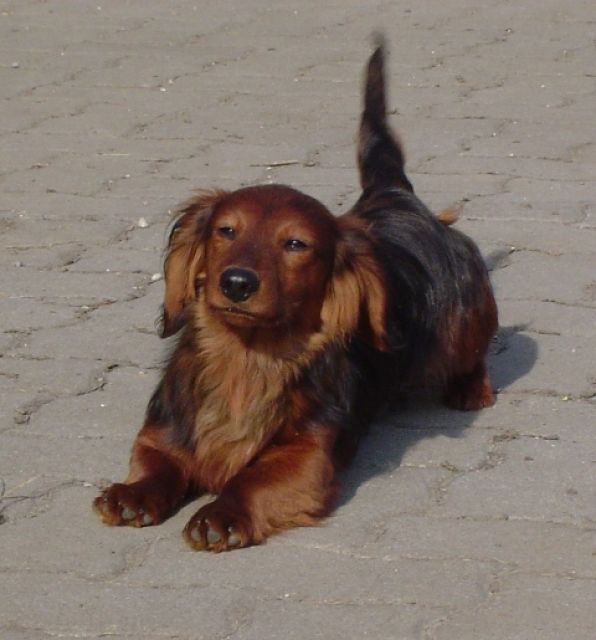 Süsser Zwerg-Langhaar-Dackel sucht ein neues zu Hause - Hunde - Handenberg, Oberösterreich