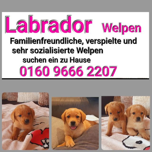 Labrador Foxred  - Hunde - Aufhausen