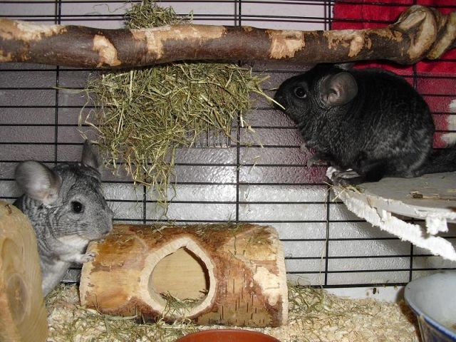 3 weibliche Chinchillas   Voliere - Nagetiere Allgemein - martensrade