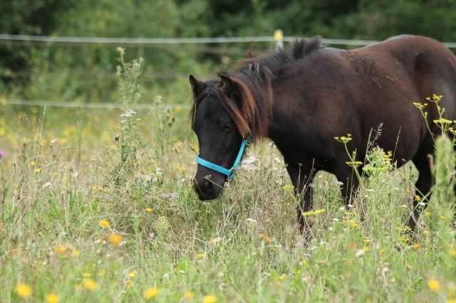 Mutiger - Shatland Wallach - 2 Jahre - 100cm - Rappe - Pferde - Herzogenaurach