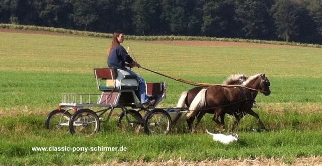 Gut gefahrenes Classic-Pony Passgespann - Pferde - Liebenburg