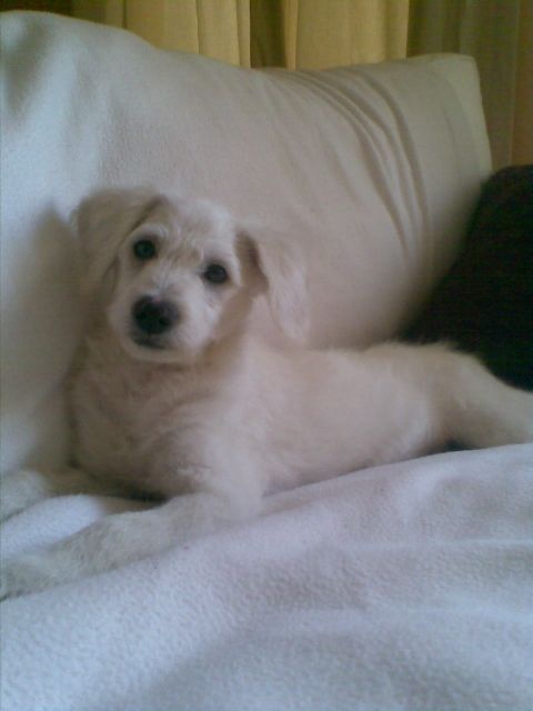 Weißer Mixwelpe gestern 22.2.2008 entlaufen - Entlaufen Zugelaufen - Mistelbach