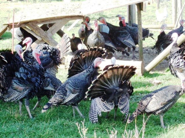 Kanadische Wildputen - Sonstige Nutztiere - Burladingen