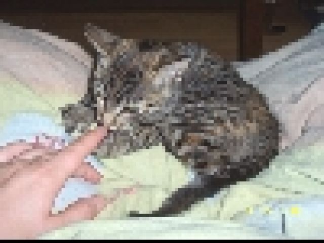 Zwei super süße Kätzchen suchen neuen Schmusekreis - Katzen - Bremerhaven