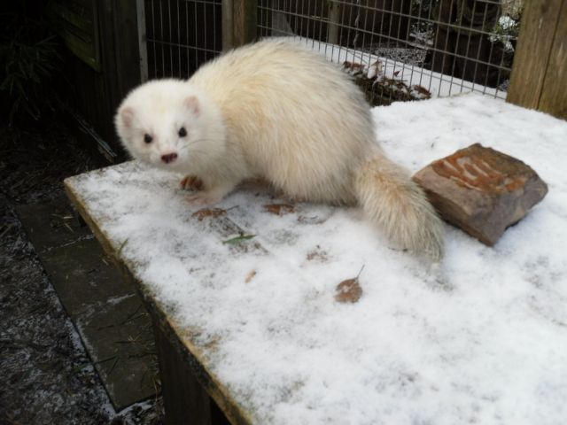 Frettchenfähen - Frettchen - Tönning