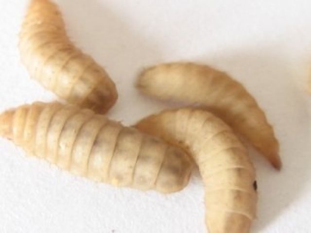 BioReps, Maden der Schwarzen Soldatenfliege Hermetia illucens - Insekten - Osnabrück