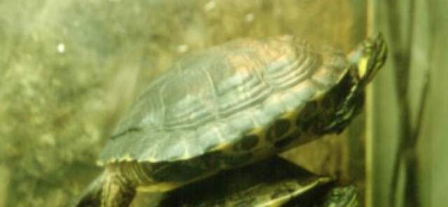 Schildkröte in Treue Hände abzugeben  - Sonstiges - Altenkirchen