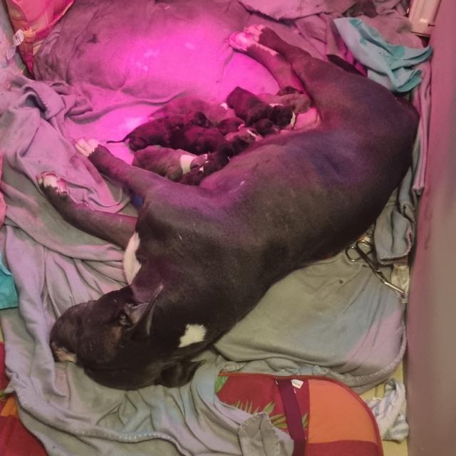 Verkaufen wundervolle  XL american bully Welpen  - Hunde - Bentzin